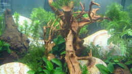 aquarium-von-mike1963-lake-rainbow_Lake Rainbow Aufbau Bild 12