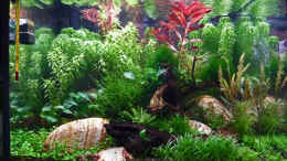 aquarium-von-mike1963-lake-rainbow_Lake Rainbow