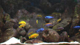 aquarium-von-tilo-schmiedl-becken-2188_Stand: 21.02.2006