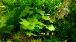 aquarium-von--serok--einst-war-das-chaos_Hydrocotyle tripartita