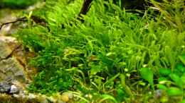 aquarium-von--serok--einst-war-das-chaos_Utricularia graminifolia