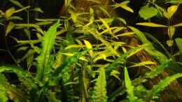 aquarium-von-frankentho-paradoxworld_Hygrophila polysperma