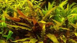 aquarium-von-frankentho-paradoxworld_Cryptocoryne wendtii rot