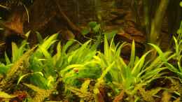 aquarium-von-frankentho-paradoxworld_Echinodorus bleheri