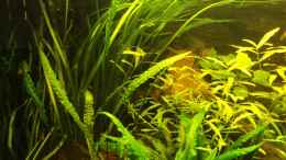 aquarium-von-frankentho-paradoxworld_Valisneria spiralis und Cryptocoryne usteriana