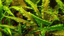 aquarium-von-frankentho-paradoxworld_Cryptocoryne wendtii grün