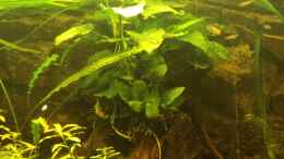 aquarium-von-frankentho-paradoxworld_Anubia nana/barteri und Cryptocoryne usteriana