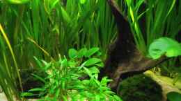 aquarium-von-theresa-horak-verkrautetes-suedamerika_cryptocoryne wendtii