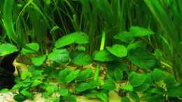 aquarium-von-theresa-horak-verkrautetes-suedamerika_Anubias barteri