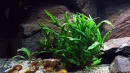 aquarium-von-baeltes-harmonisches-fels-litoral-nicht-mehr-in-betrieb_Cryptocoryne