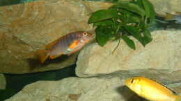 aquarium-von-andreas-gassner-becken-2205_Iodotropheus sprengerae und Labidochromis yellow