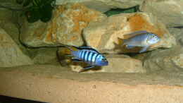 aquarium-von-andreas-gassner-becken-2205_Pseodotropheus elongatus mpanga