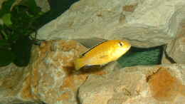 aquarium-von-andreas-gassner-becken-2205_Labidochromis yellow