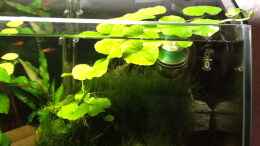 aquarium-von-nanonana-becken-22076-nanonana_Nymphoides