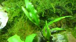 aquarium-von-nanonana-becken-22076-nanonana_Cryptocoryne wendtii