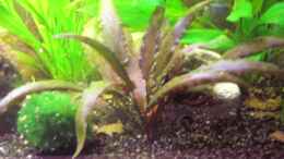 aquarium-von-suedamerikafreak-bk-suedamerika-im-bk-nur-noch-als-bespiel_Cryptocoryne wendtii Mi Oya (Wendts Wasserkelch (rote Zuchtf