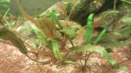 aquarium-von-skalarfreak-skalar-bottich_Cryptocoryne wendtii