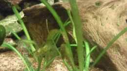 aquarium-von-skalarfreak-skalar-bottich_Sagittaria natans