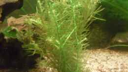 aquarium-von-skalarfreak-skalar-bottich_Mayaca fluviatilis