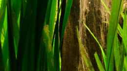 aquarium-von-daniela-die-gruene-mangrove_13. Riesenvallisnerie