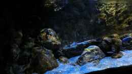 aquarium-von-marxbre-rockzolid-cave-aufgeloest_