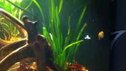 aquarium-von-snakehead-parachanna-obscura-artenbecken_Vallisneria americana