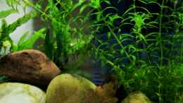 aquarium-von-die-perle----pure-nature_Egeria densa