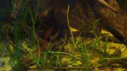 aquarium-von-puelschi-87-becken-22157_Vallisneria nana