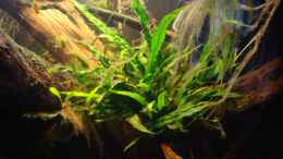 aquarium-von-puelschi-87-becken-22157_