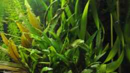 aquarium-von-digrisch-becken-22174_