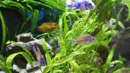 aquarium-von-aquabert-becken-22202_Cryptocoryne aponogetifolia