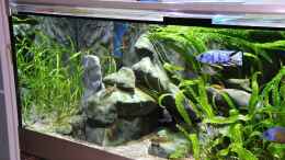 aquarium-von-aquabert-becken-22202_Sciaenochromis hybride