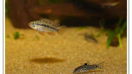 aquarium-von-martin-lenhardt-becken-2222_Apistogramma macmasteri, Weibchen, mit Aspidora