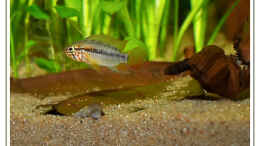 aquarium-von-martin-lenhardt-becken-2222_Apistogramma macmasteri, Männchen