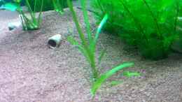 aquarium-von-hotliner90-mp-scubaline-180_Sagittaria subulata