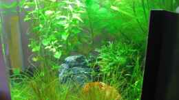 aquarium-von-jens-nessenius-dennerle-30l-nano-cube_