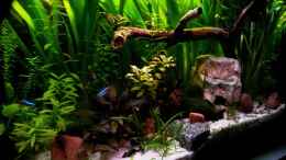 aquarium-von-marcel-usedom-usedom-beckenaltes-beispiel_