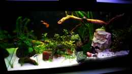 aquarium-von-marcel-usedom-usedom-beckenaltes-beispiel_