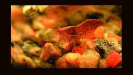 aquarium-von-manuela-vogt-becken-2233_Red Fire