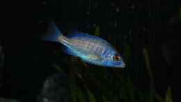 Foto mit Placidochromis Phenochilus mdoka white lips