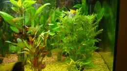 aquarium-von-lars-gumpricht-becken-22387_