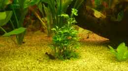 aquarium-von-lars-gumpricht-becken-22387_