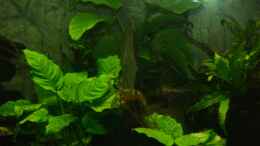 aquarium-von-algernon-aestuarium-tanganicanum_Anubias