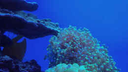 aquarium-von-schwing-schwings-reef_