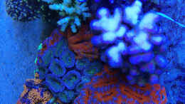 aquarium-von-schwing-schwings-reef_