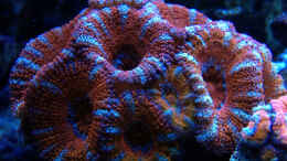 aquarium-von-schwing-schwings-reef_