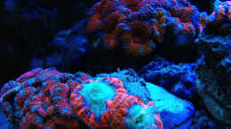 aquarium-von-schwing-schwings-reef_