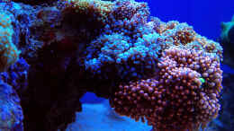 aquarium-von-schwing-schwings-reef_