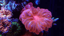 aquarium-von-schwing-schwings-reef_