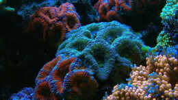 aquarium-von-schwing-schwings-reef_